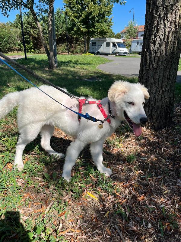 Coco Bellissimo Cucciolo Maremmano